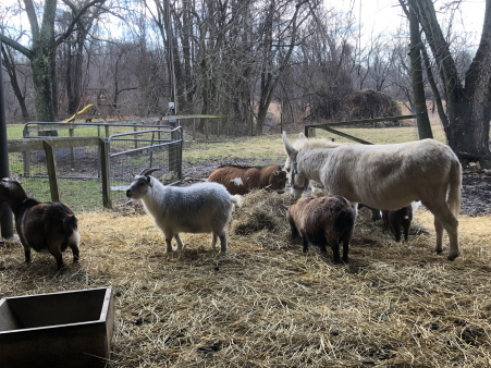 Farm Beasts