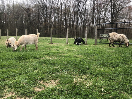 Goats at the Farm