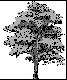 Liberty Tree